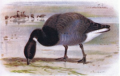 Brent Goose by Archibald Thorburn
